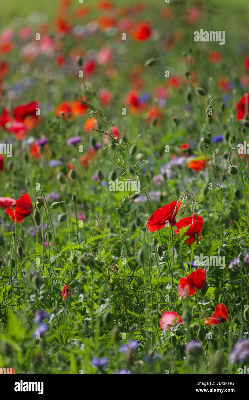 English native flowers hi-res stock photography and images - Alamy