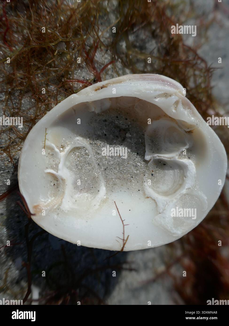 Lower half of bivalve mollusk and red seaweed on beach vertical photo Stock Photo