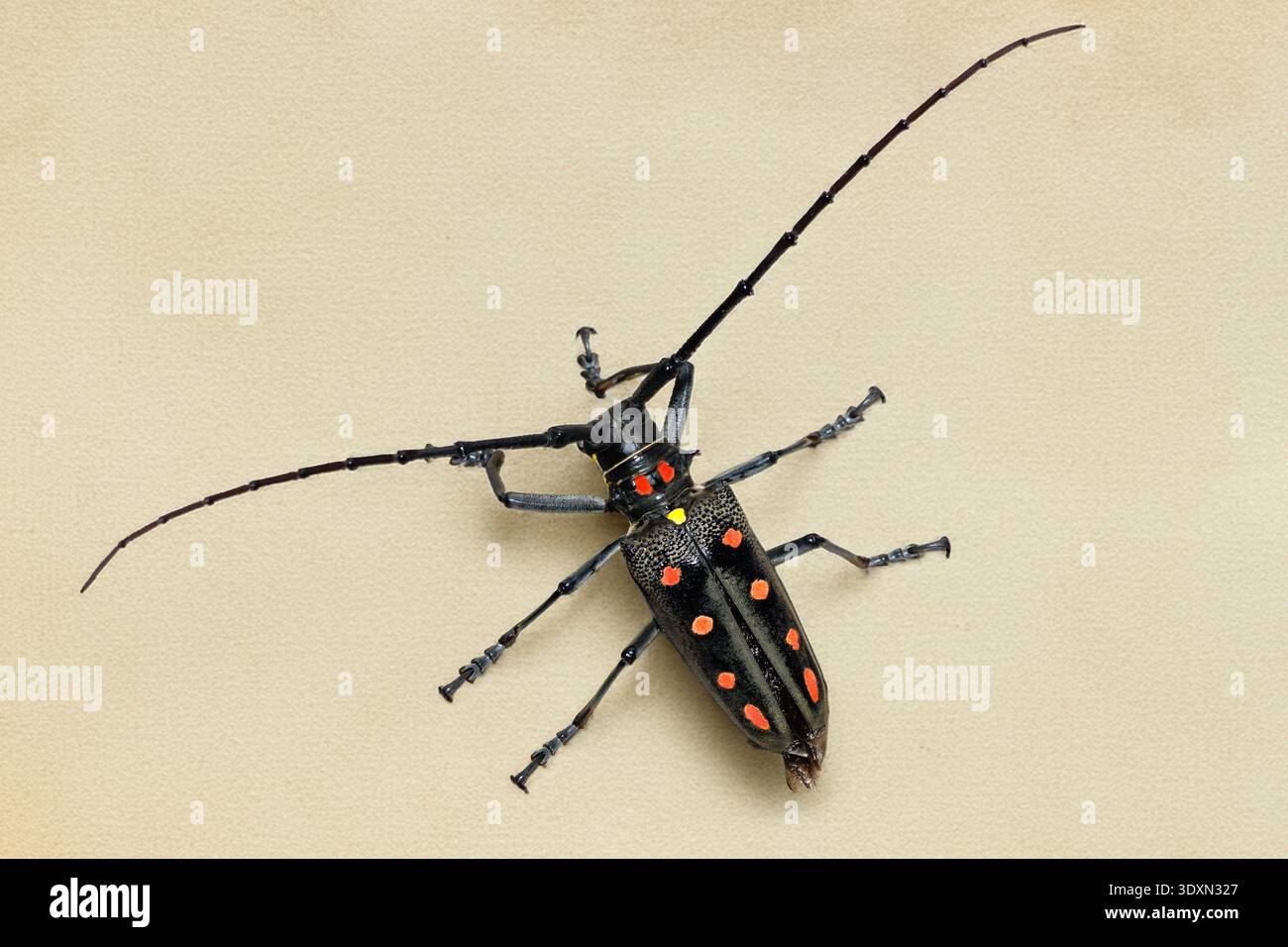 Batocera hi-res stock photography and images - Alamy
