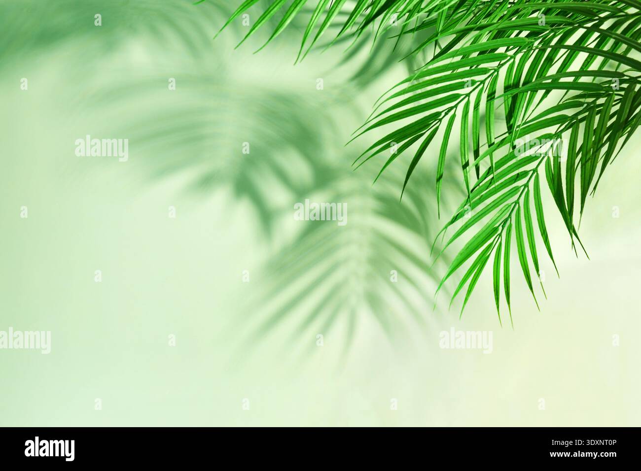 Palm leaves casting shadows on a green background Stock Photo