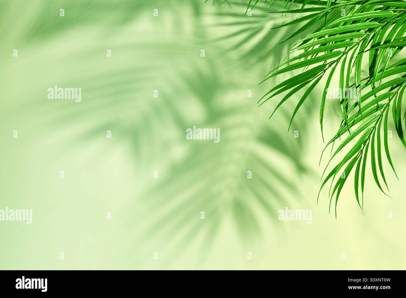 Palm leaves casting shadows on light green background Stock Photo