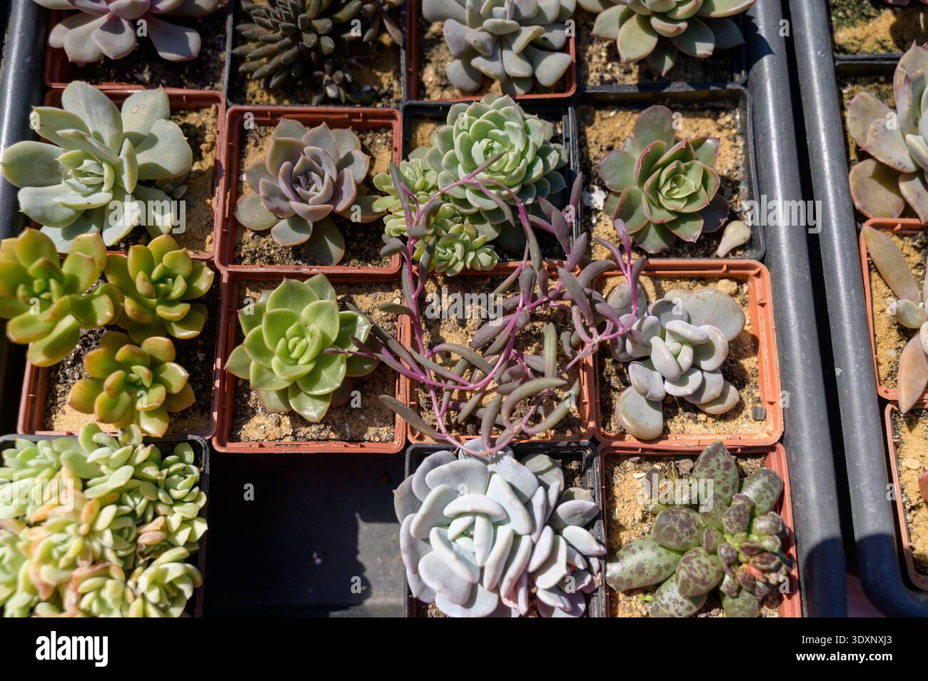 grow light plant stands indoor Spider Farmer 6-Tier Plant Stand With 220W Grow Lights  LED Grow Lights  Depot