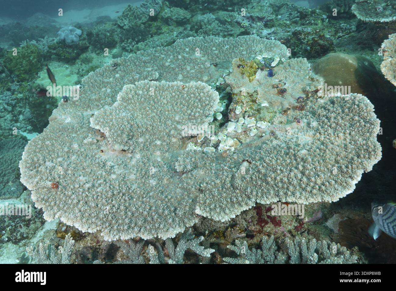 Hyacinth Structure Extensive Hyacinth Acropora, table coral (Acropora hyacinthus) with a ...