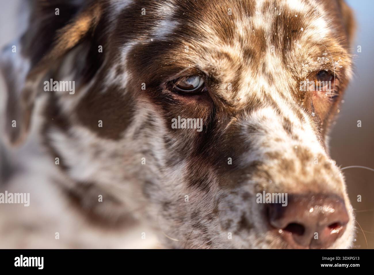 Leopard Labrador Extreme Close Up Face in Winter Light Stock Photo