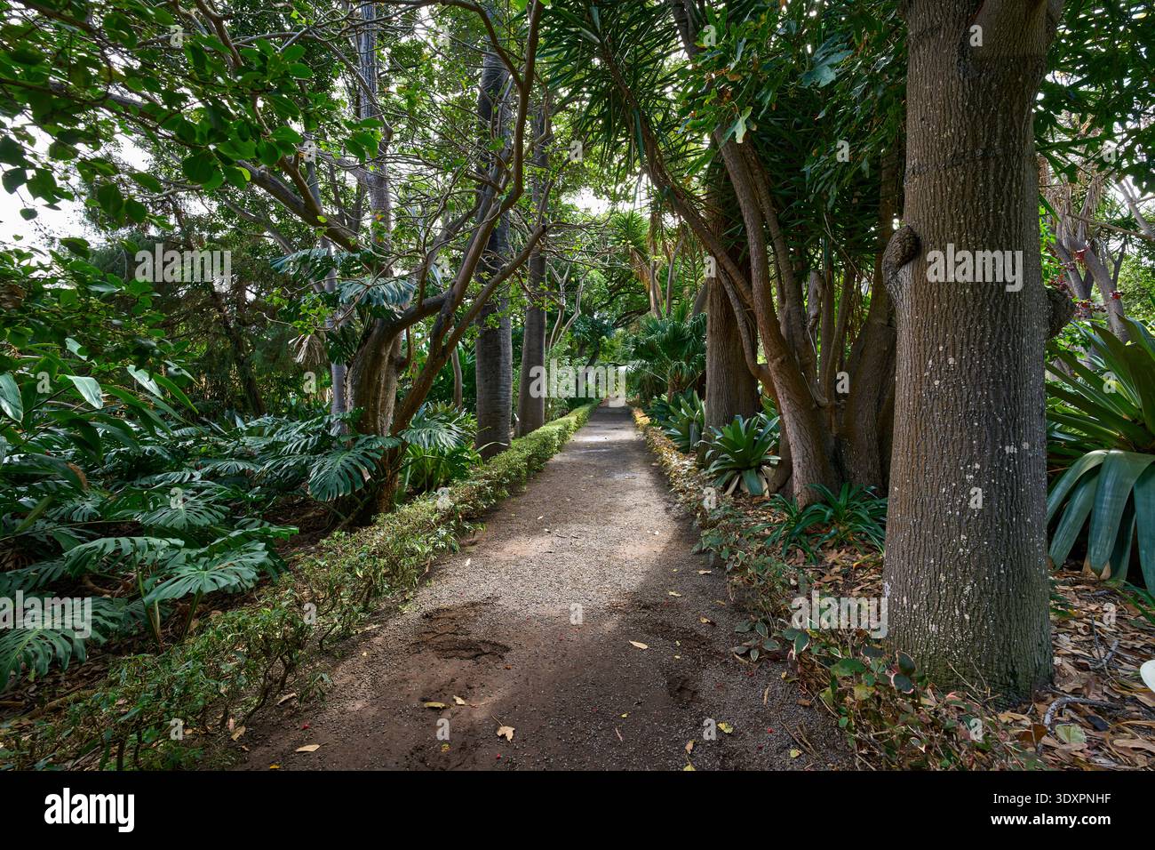 Path Forming Gravel garden path forming a natural tunnel through arching trees with ...