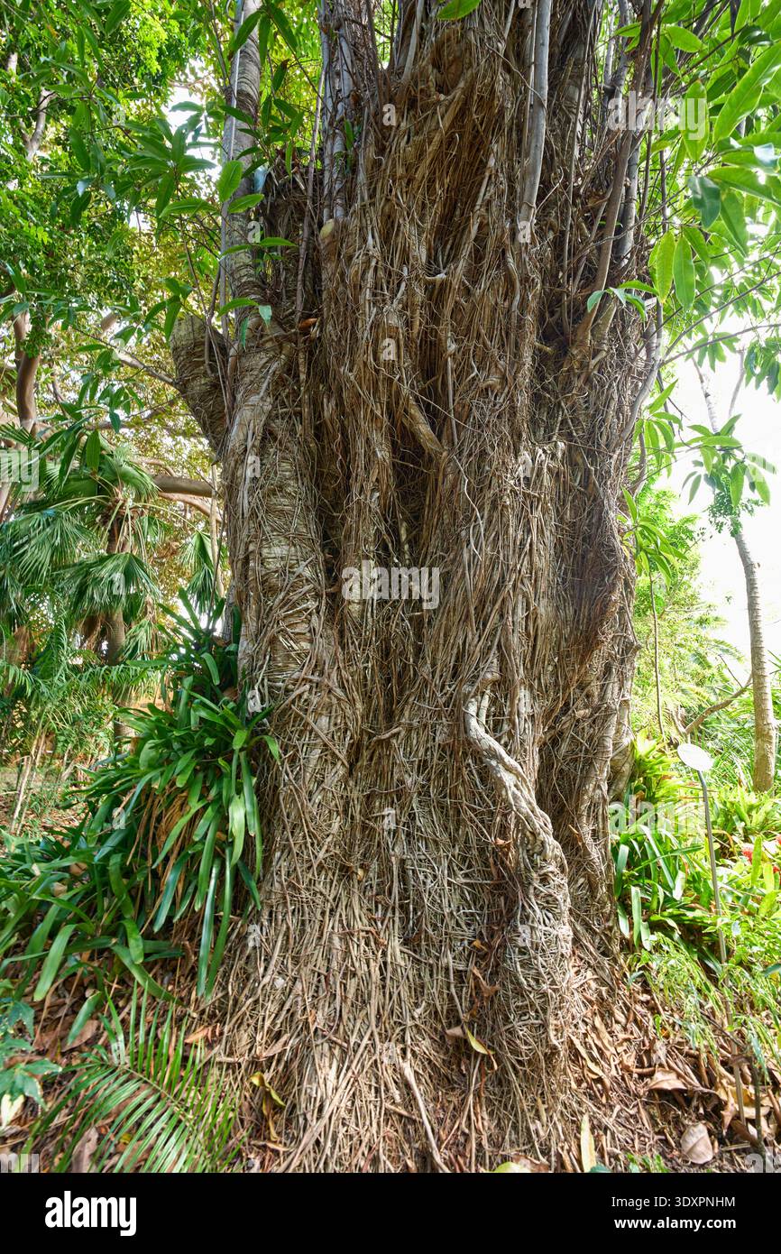 Tangles Prop Roots Massive woody brown roots hi-res stock photography and images - Alamy