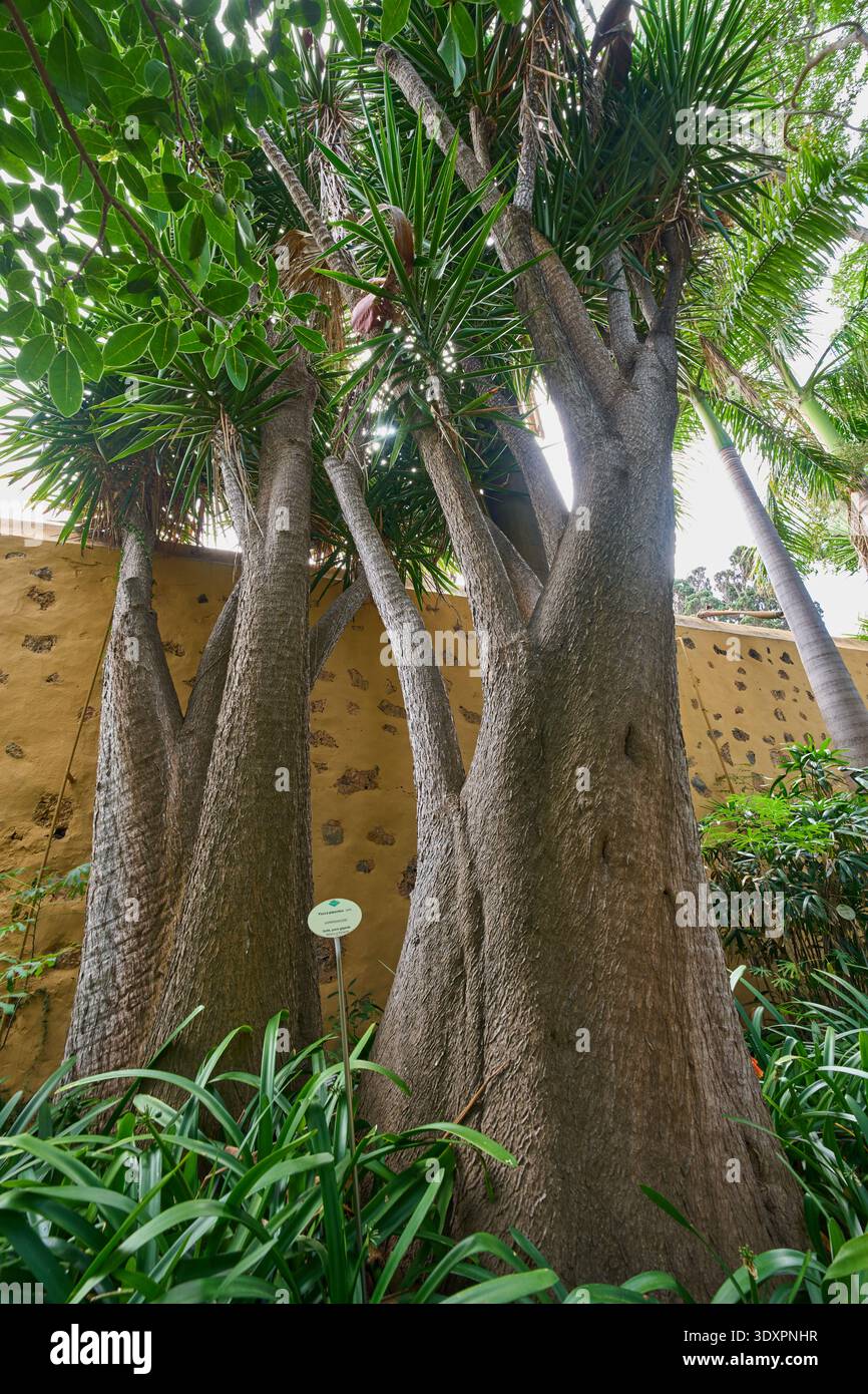 Swollen Tree Trunks Swollen trunk hi-res stock photography and images - Alamy