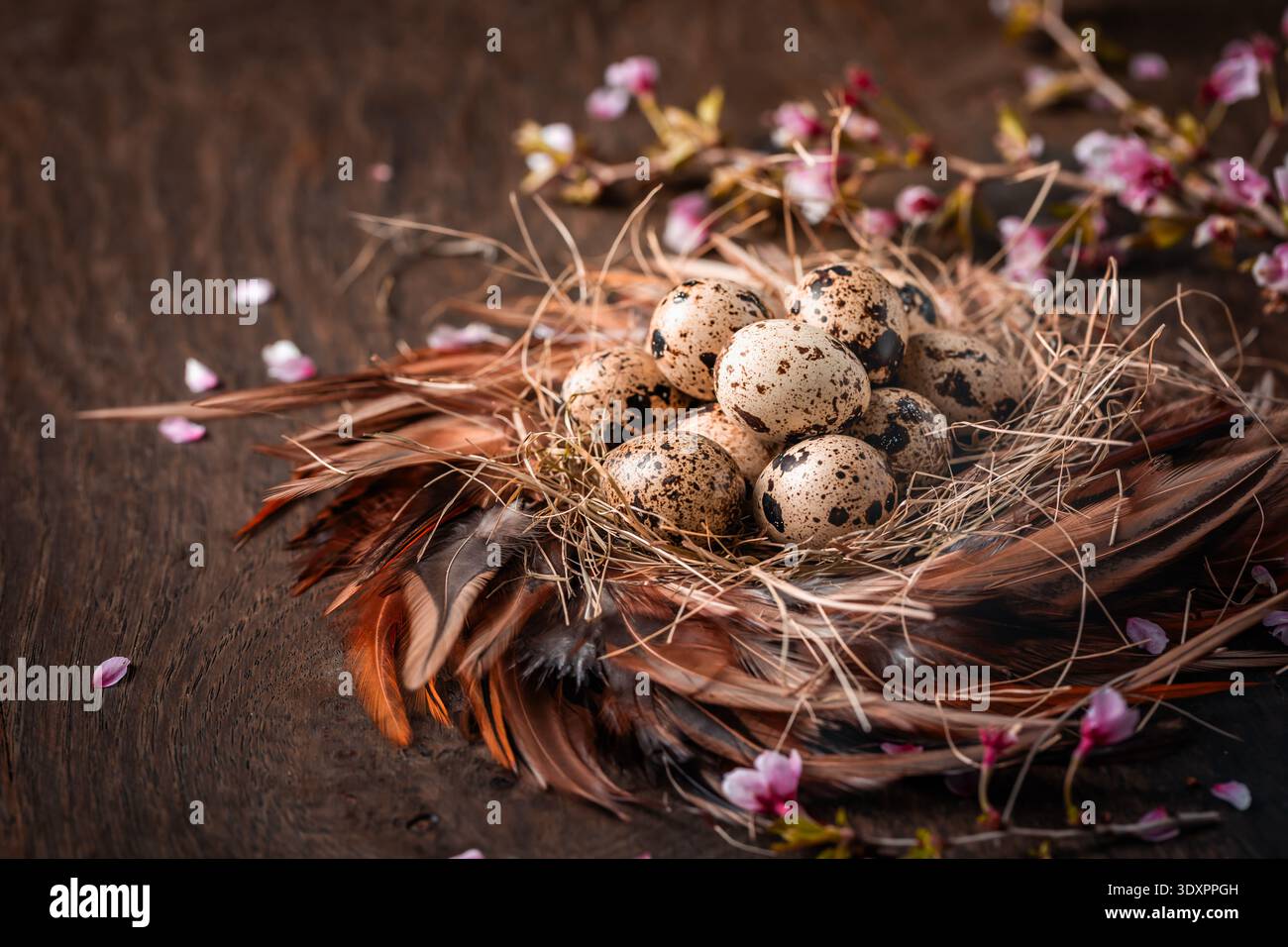 Rustic Easter Eggs in Nest on Dark Background Stock Photo