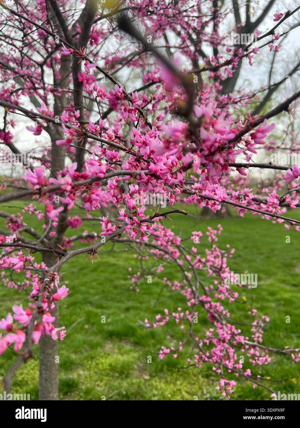 Pink eastern redbud blossoms in spring at Forest Park in Saint Louis, Missouri, USA. - Smartphone Captured Stock Image