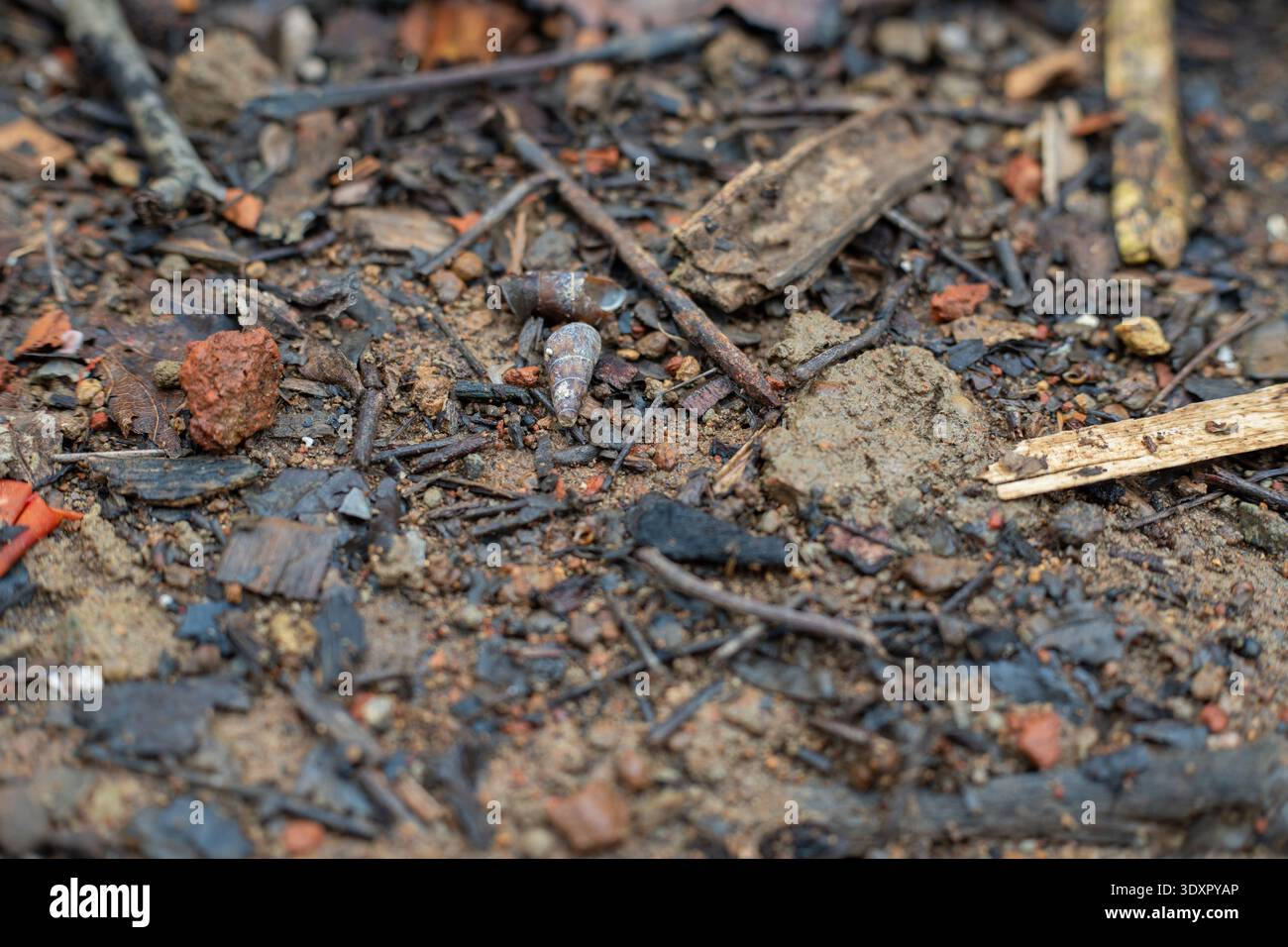 Small empty snail shell on dirt ground among twigs and leaves Stock Photo