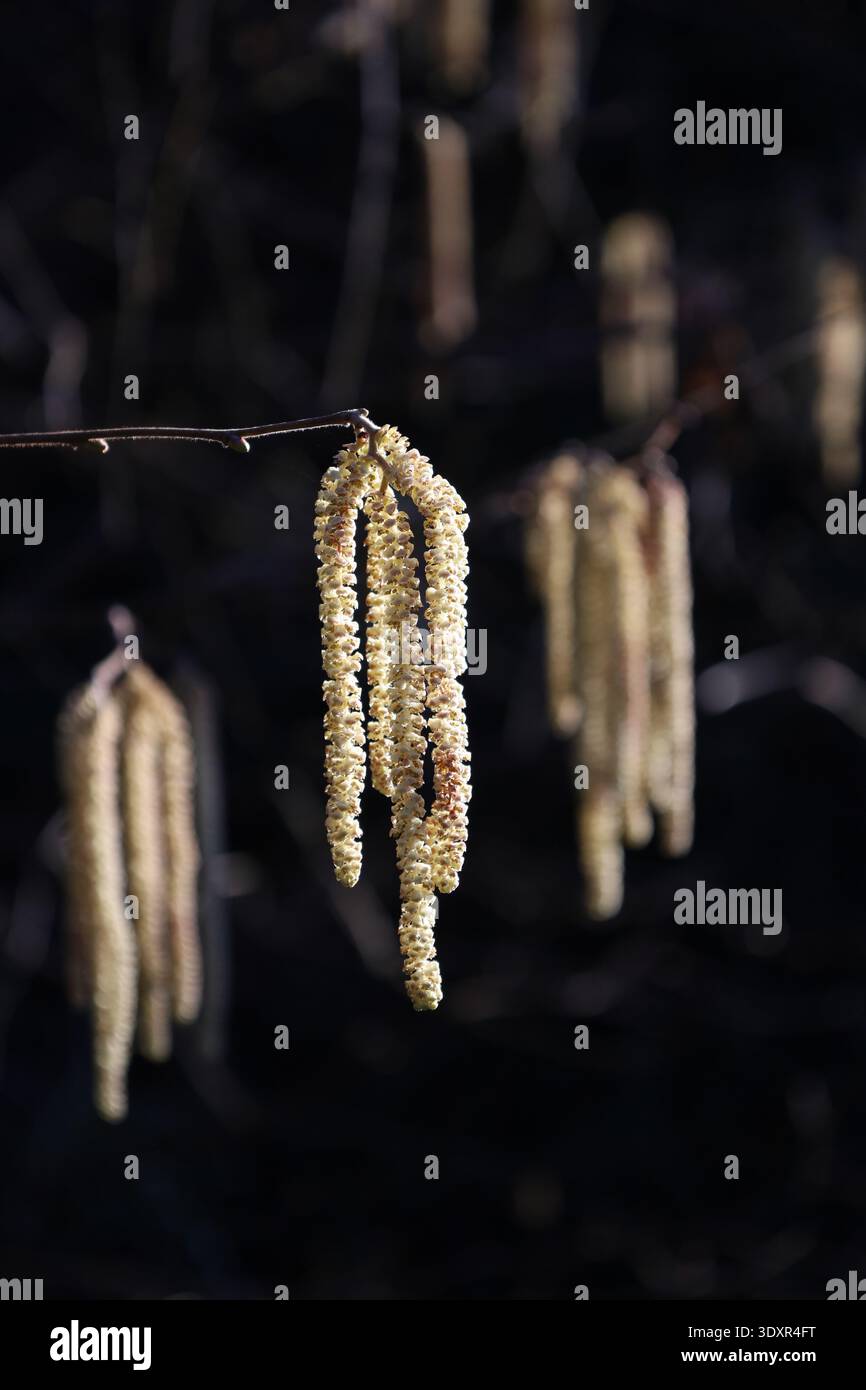 Hazel Catkins Hanging On Branch In Spring Stock Photo