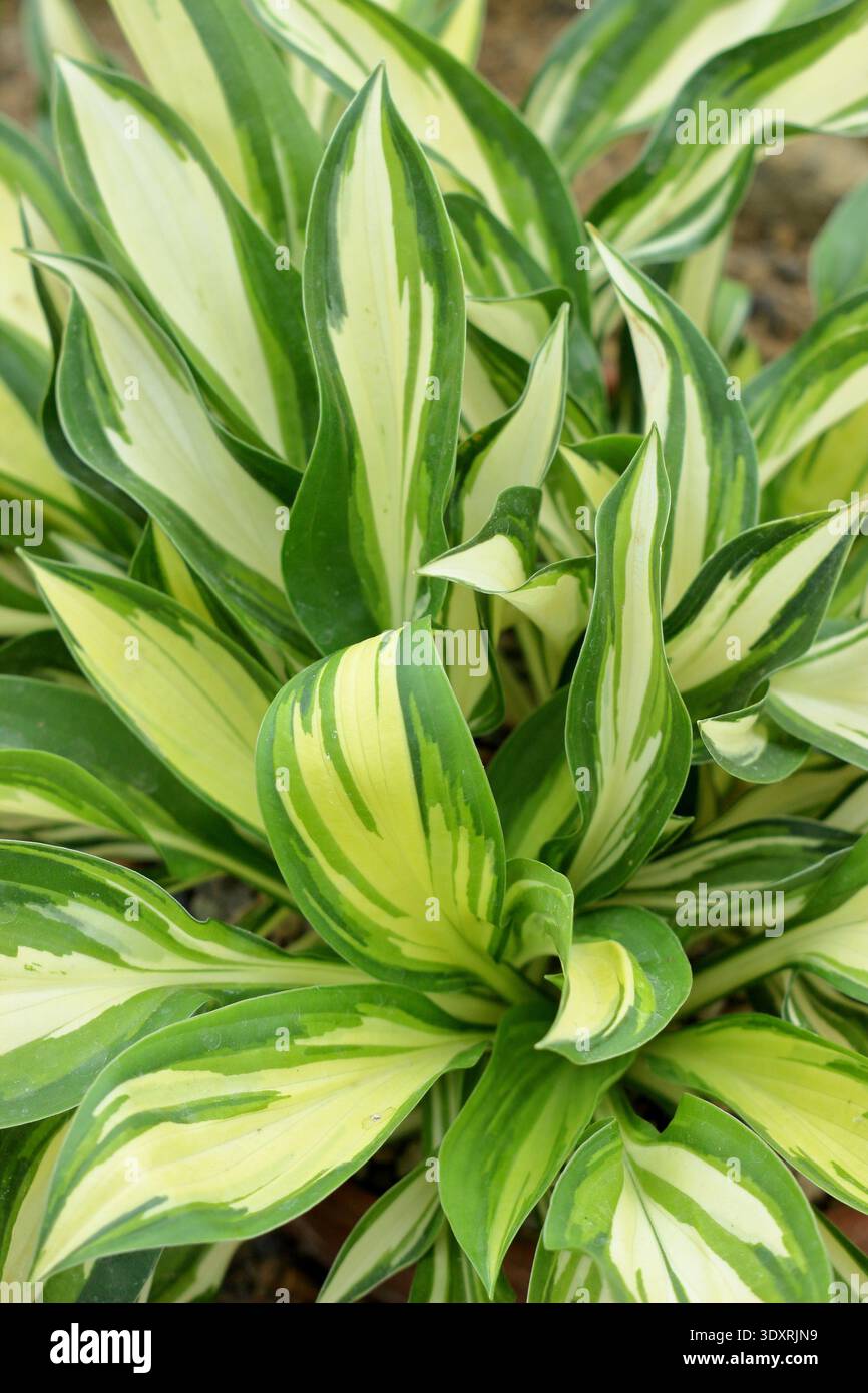Hosta Lakeside Little Tuft, Hosta. 'Lakeside Little Tuft' plantain lily close up foliage leaves. UK Stock Photo