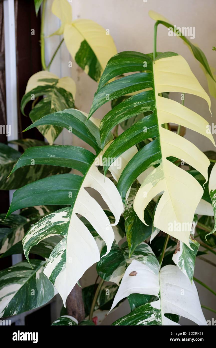 Epipremnum pinnatum variegata hi-res stock photography and images - Alamy
