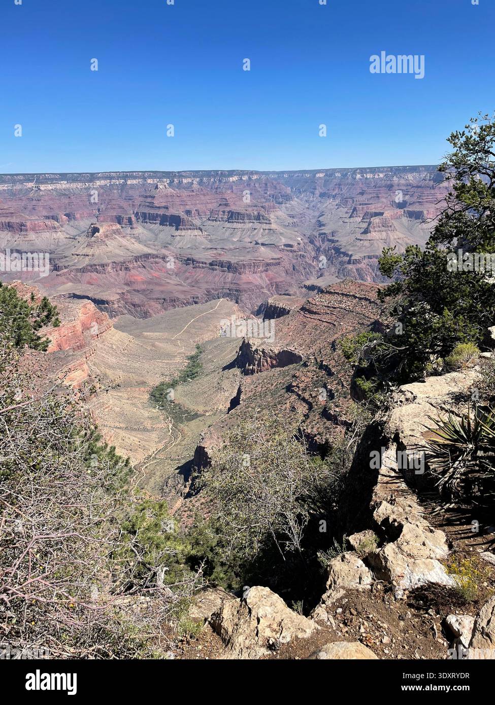 View of the Grand Canyon with layered rock formations and rugged cliffs framed by trees along the canyon rim, Arizona, USA. - Smartphone Captured Stock Image