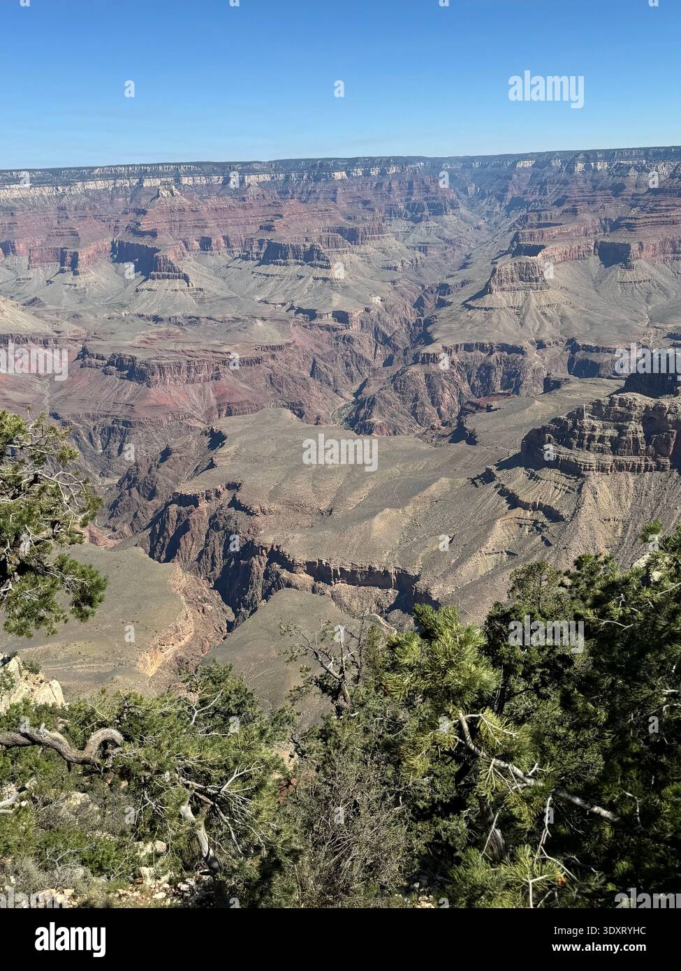 View of the Grand Canyon with layered rock formations and rugged cliffs framed by trees along the canyon rim, Arizona, USA. - Smartphone Captured Stock Image