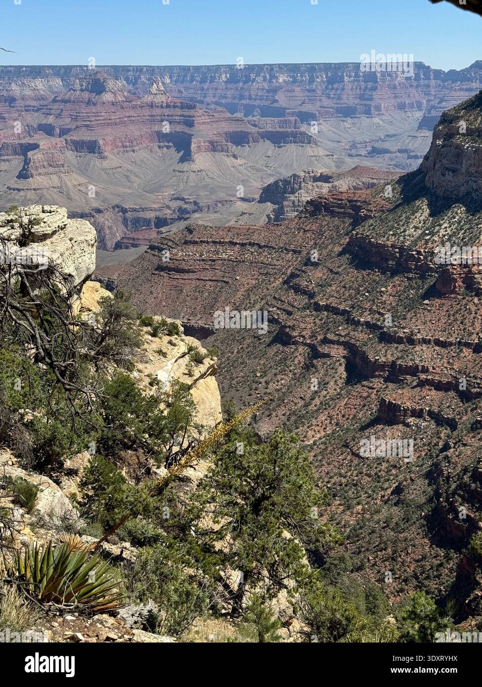 View of the Grand Canyon with layered rock formations and rugged cliffs framed by trees along the canyon rim, Arizona, USA. - Smartphone Captured Stock Image