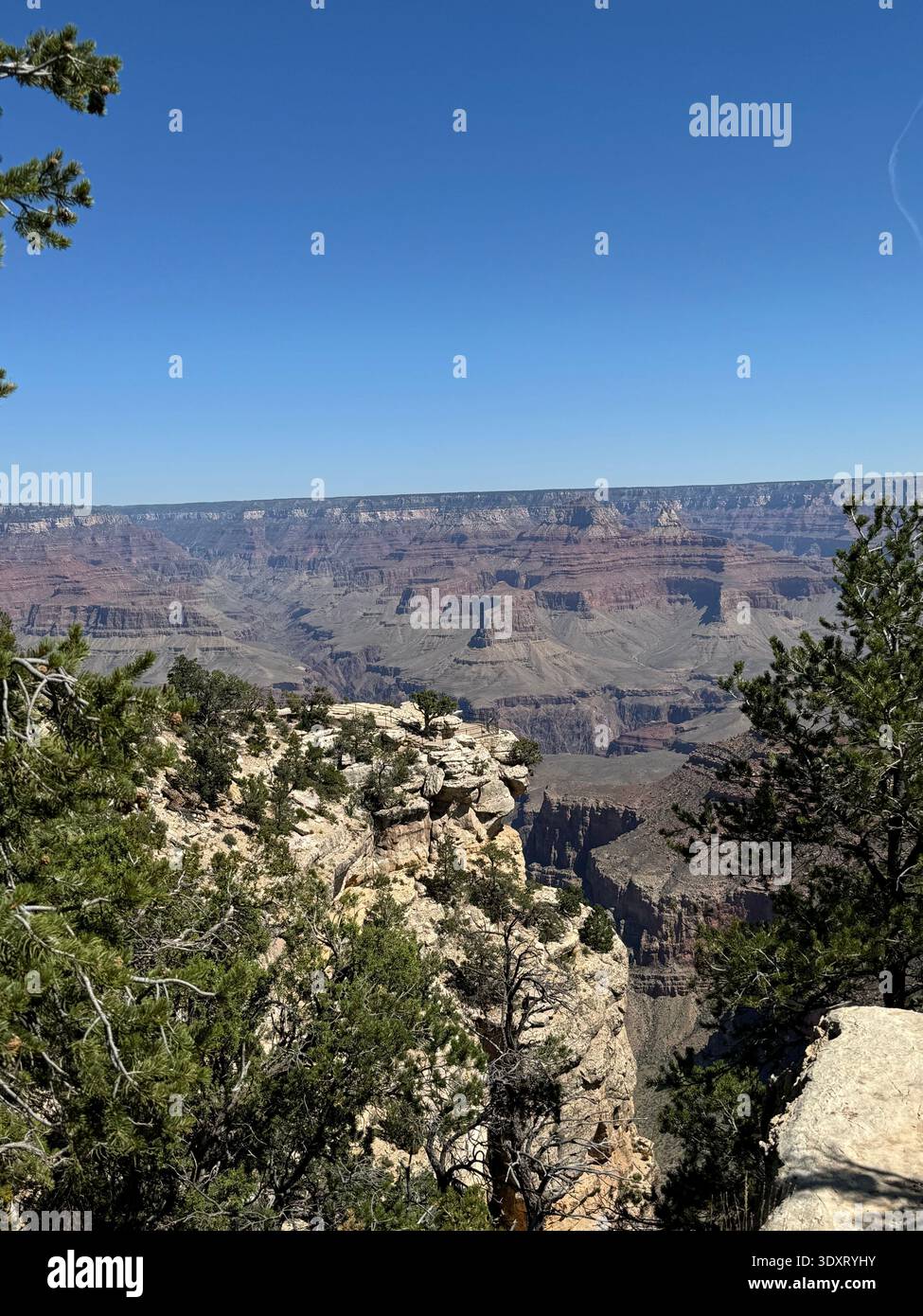 View of the Grand Canyon with layered rock formations and rugged cliffs framed by trees along the canyon rim, Arizona, USA. - Smartphone Captured Stock Image