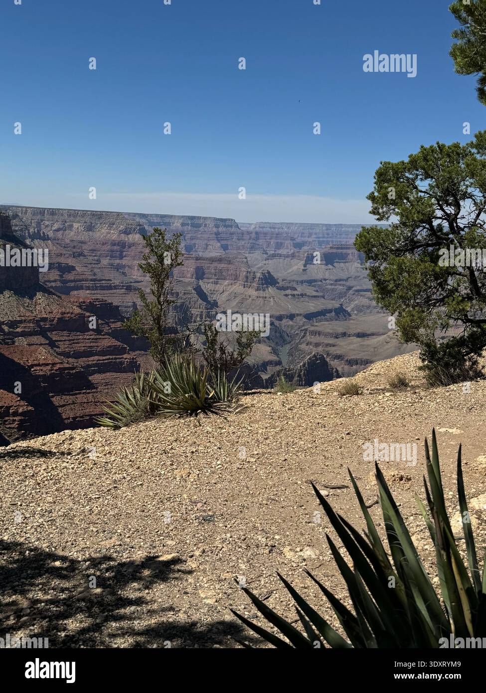 View of the Grand Canyon with layered rock formations and rugged cliffs framed by trees along the canyon rim, Arizona, USA. - Smartphone Captured Stock Image