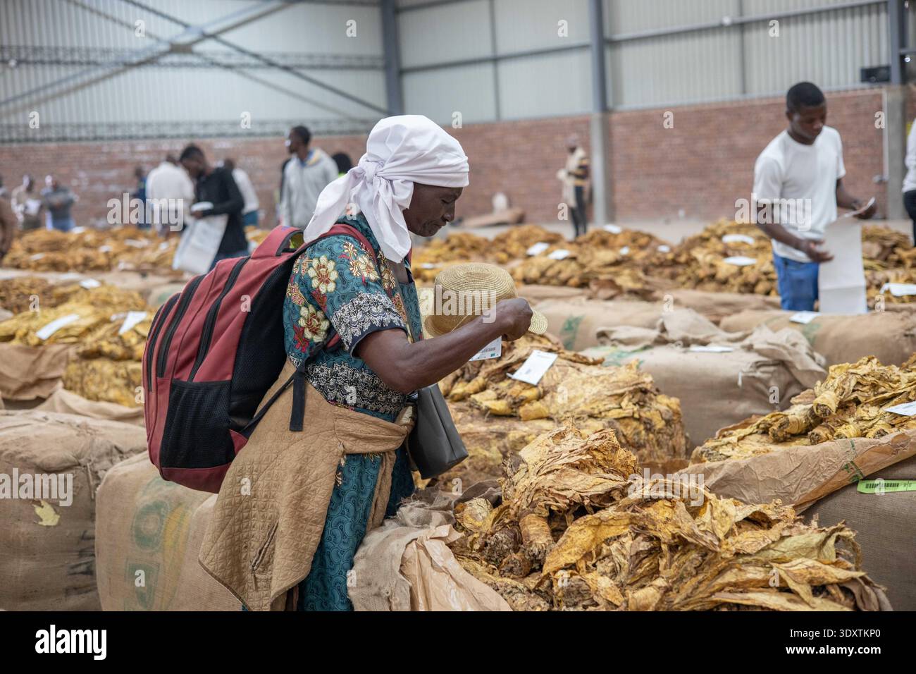 Tobacco auction harare zimbabwe hi-res stock photography and images