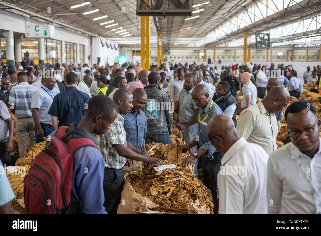 tobacco auction floors zimbabwe Harare, Zimbabwe. 4th Mar, 2026. Traders check tobacco at a tobacco auction  floor in Harare, Zimbabwe,