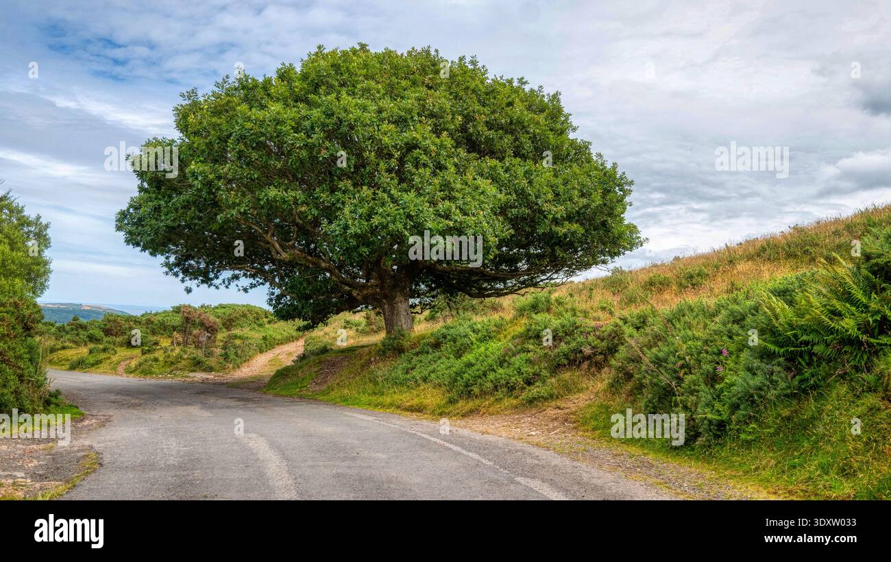 Imposing Tree Overhanging The Road Stock Photo