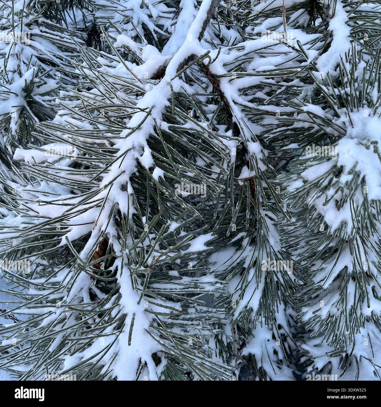 Close up of pine tree needles covered with fresh snow and light frost. Natural winter evergreen branch texture photographed outdoors in cold season - Smartphone Captured Stock Image