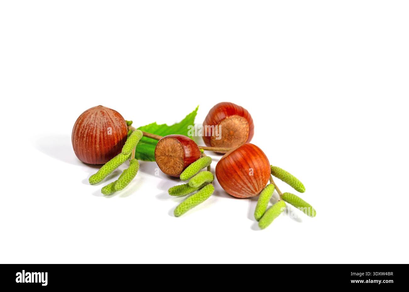 Hazelnuts isolated on white background Stock Photo