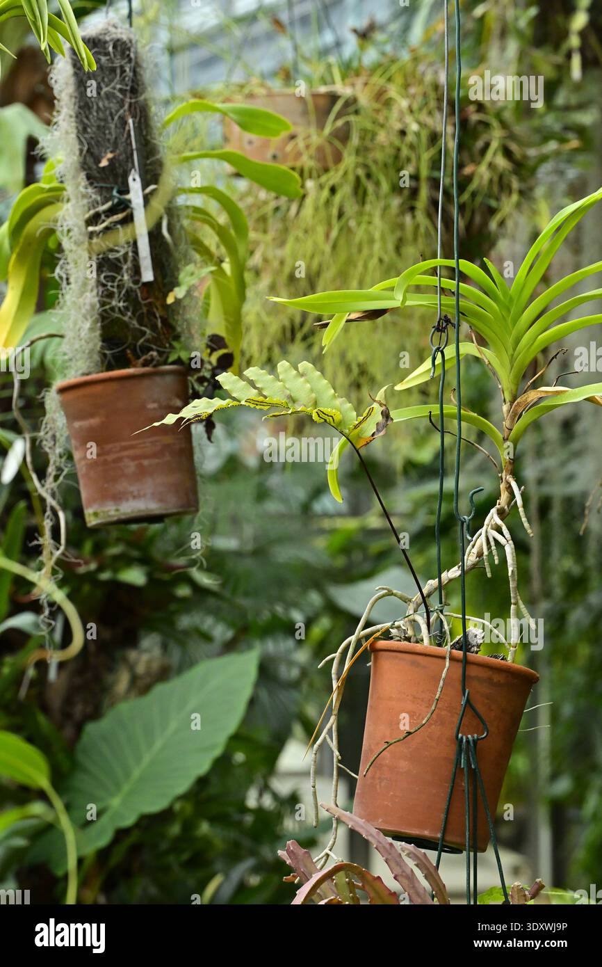 Vanda Orchids and Spanish moss tropical plants hanging in clay pots, Real Jardin Botanico botanical garden in Madrid Spain. Stock Photo