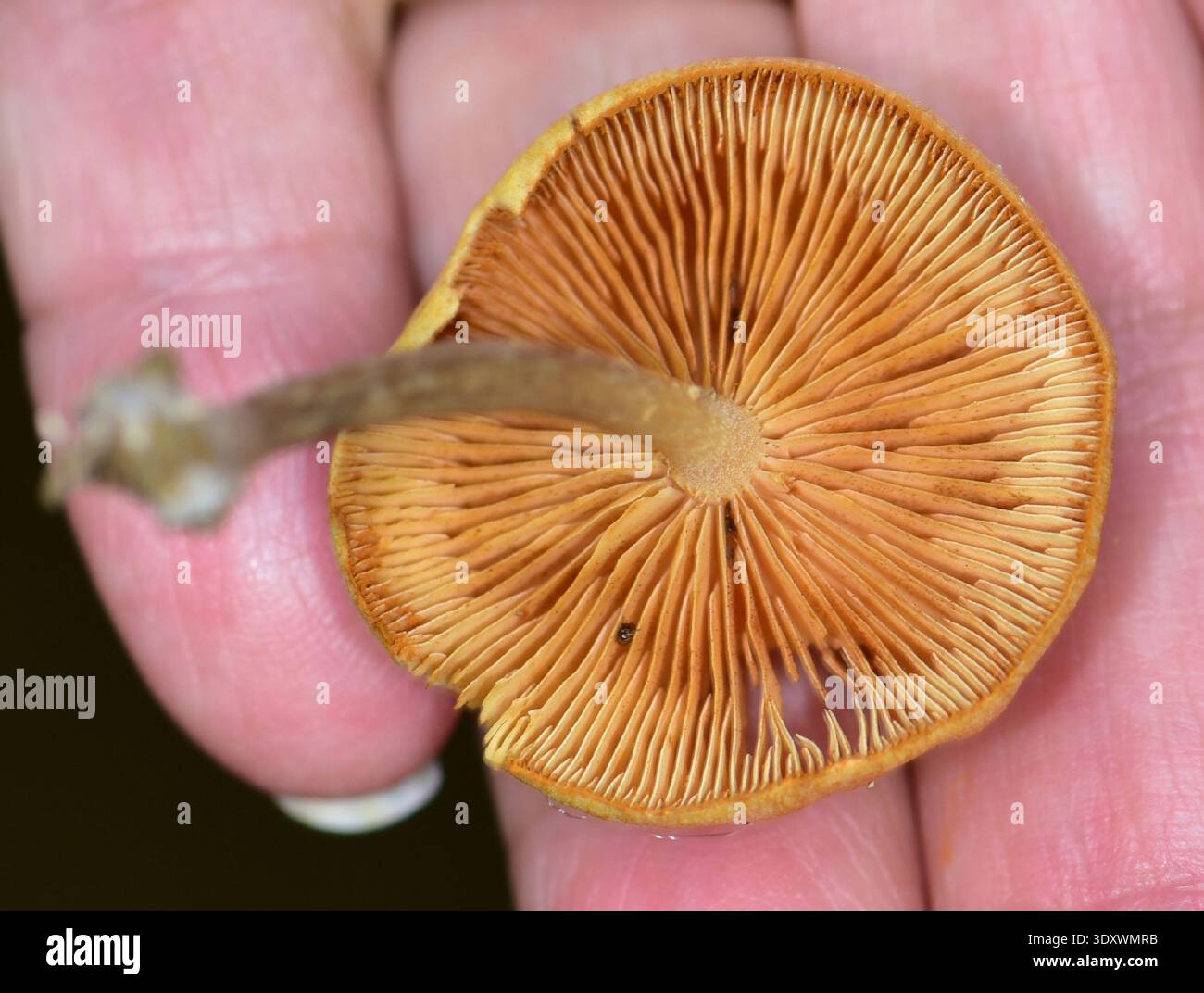 E marginata hi-res stock photography and images - Alamy
