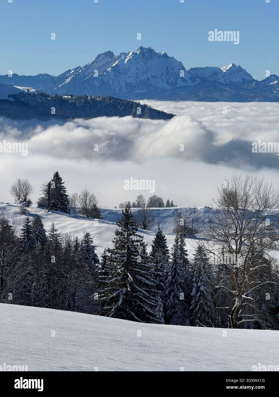 Snow-covered alpine hills and forest above fog inversion with Swiss Alps peaks, winter landscape in Canton Zug, Switzerland. - Smartphone Captured Stock Image