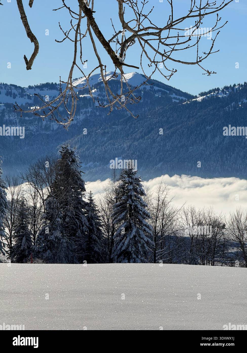 Snow-covered alpine hills and forest above fog inversion with Swiss Alps peaks, winter landscape in Canton Zug, Switzerland. - Smartphone Captured Stock Image