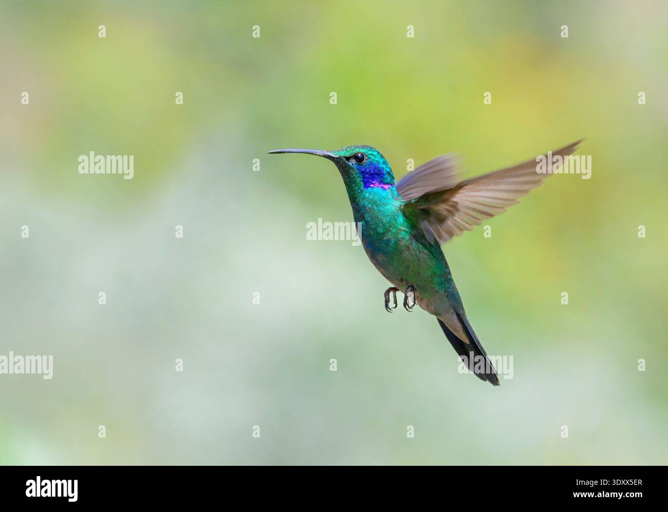 Voidlet Mountain violet ear hummingbird hi-res stock photography and images - Alamy
