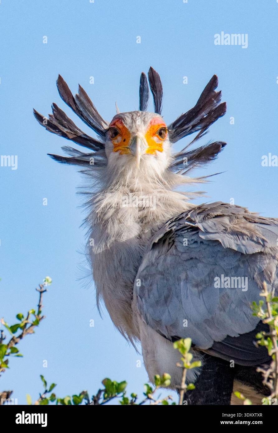 secretarybird, secretary bird, Sagittarius serpentarius, Maasai