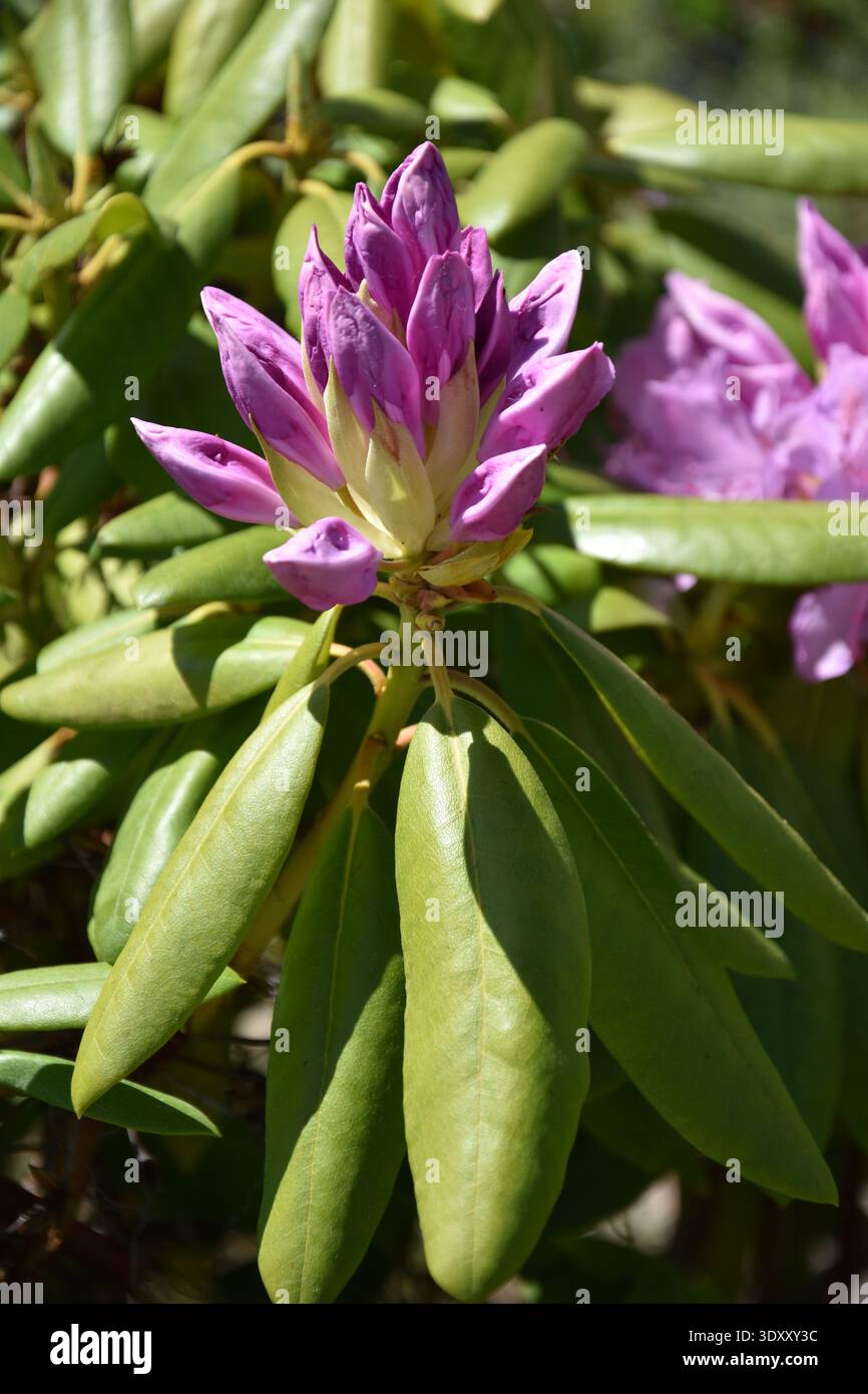 Genus rhododendron hi-res stock photography and images - Alamy