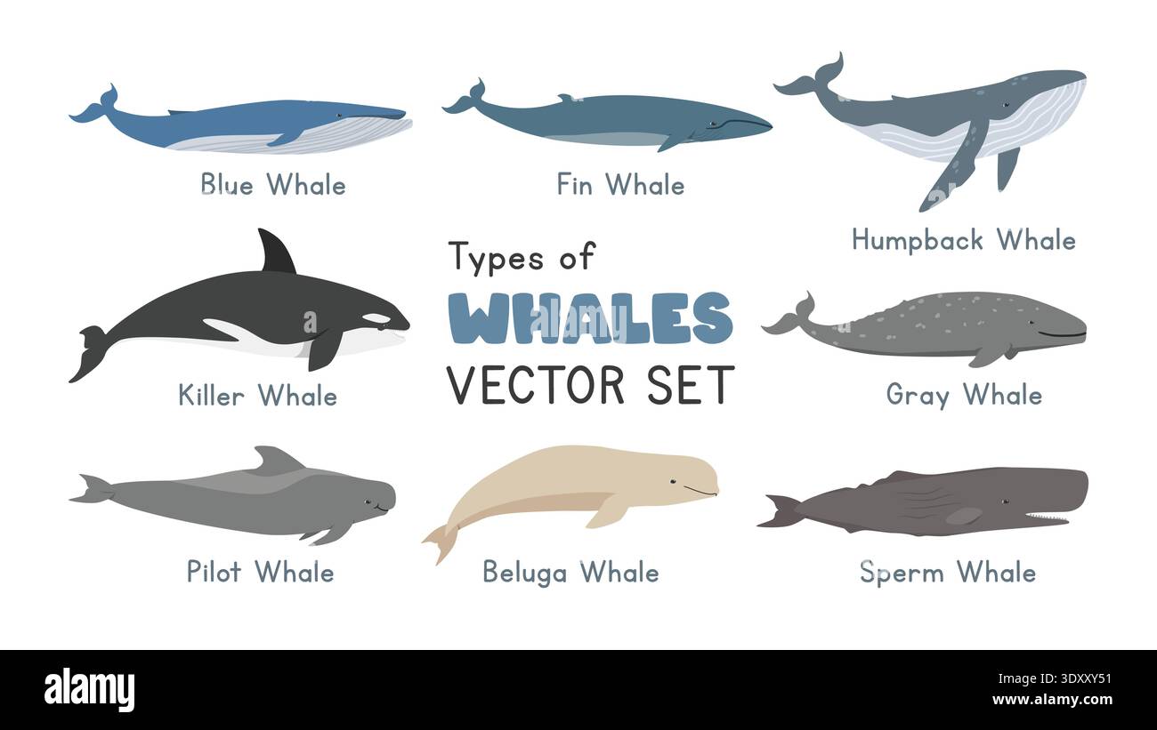 Types of whales vector hi-res stock photography and images - Alamy