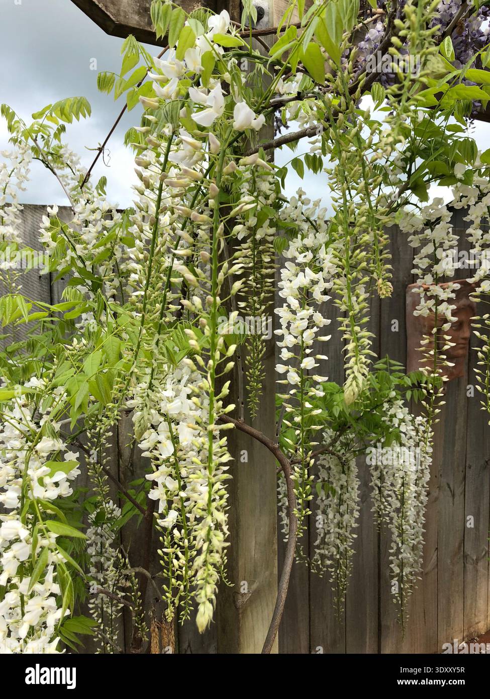 White Wisteria in Full Bloom Stock Photo