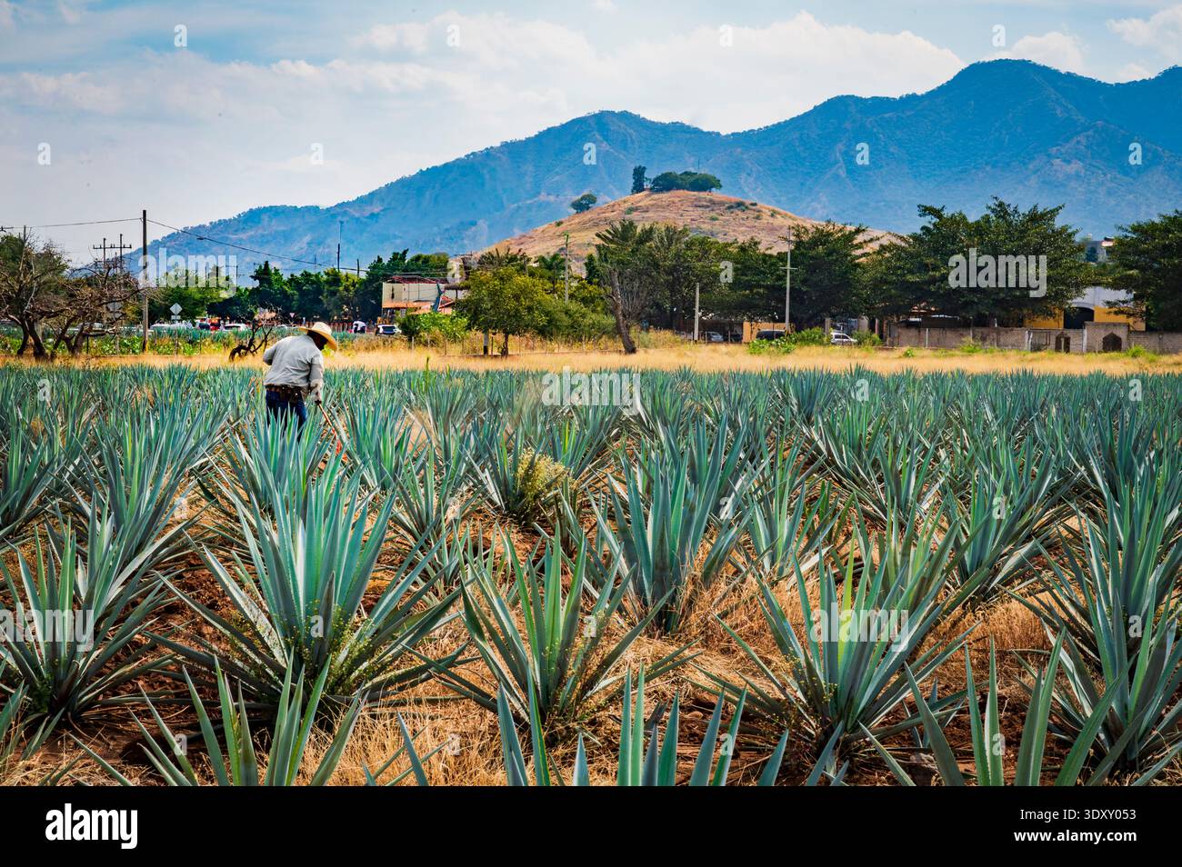 Agave agriculture hi-res stock photography and images - Alamy