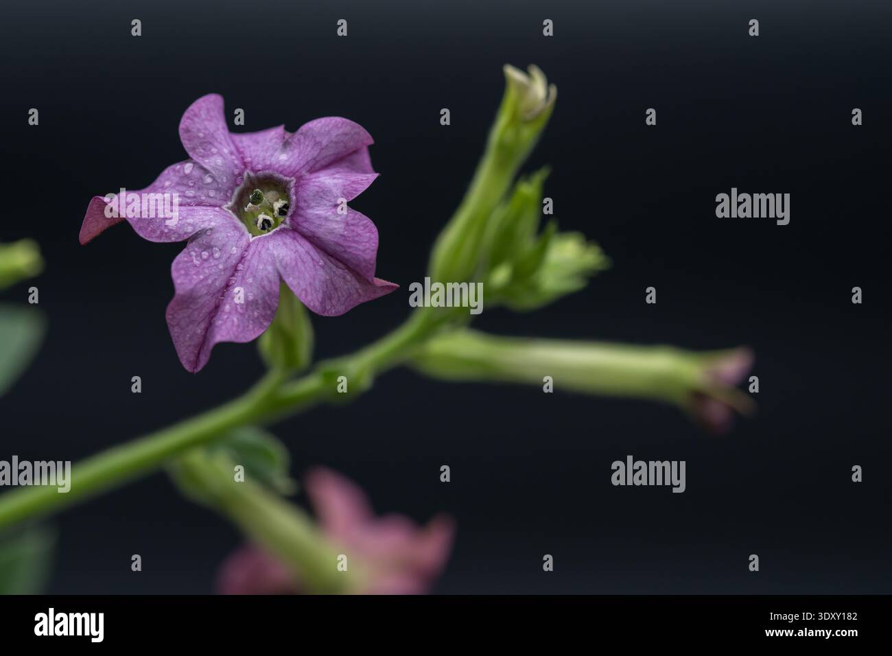 purple tobacco flower 100 Heirloom MIXED COLORS NICOTIANA (Ornamental Flowering Tobacco) Nicotiana Alata Seeds Purple Perfume Nicotiana heightens our senses with its richly Purple flower Nicotiana alata or