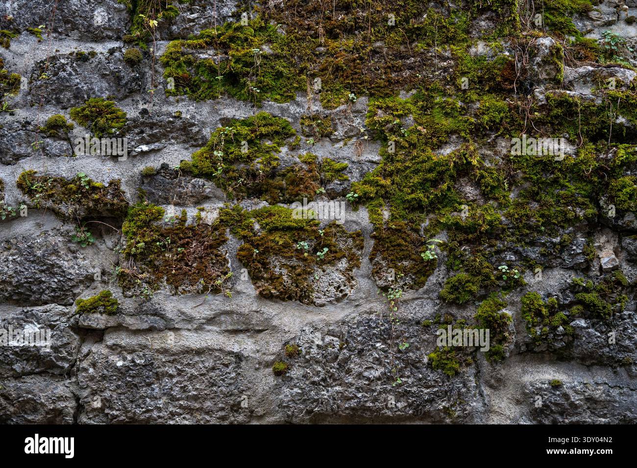 Moss-covered ancient castle stone wall Stock Photo
