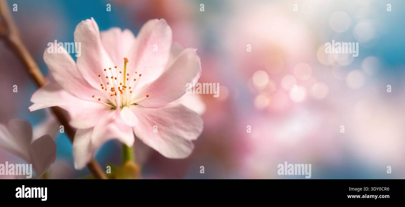 Pastel pink cherry blossom macro on dreamy panoramic pink and blue bokeh nature background with copy space Stock Photo