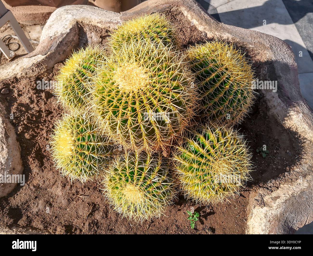 Top view of seven green-yellow spiny balls of a giant cactus. The concept of growing desert succulents in the garden, Echinocactus grusonii close-up - Smartphone Captured Stock Image