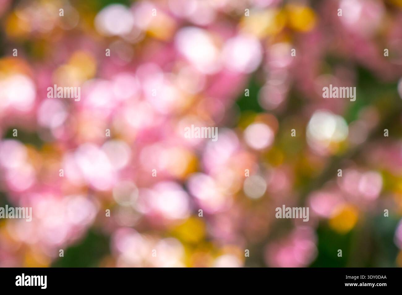 pink bokeh of sakura flowering wallpaper. floral blurred background of cherry blossom image. vibrant softness of springtime season Stock Photo