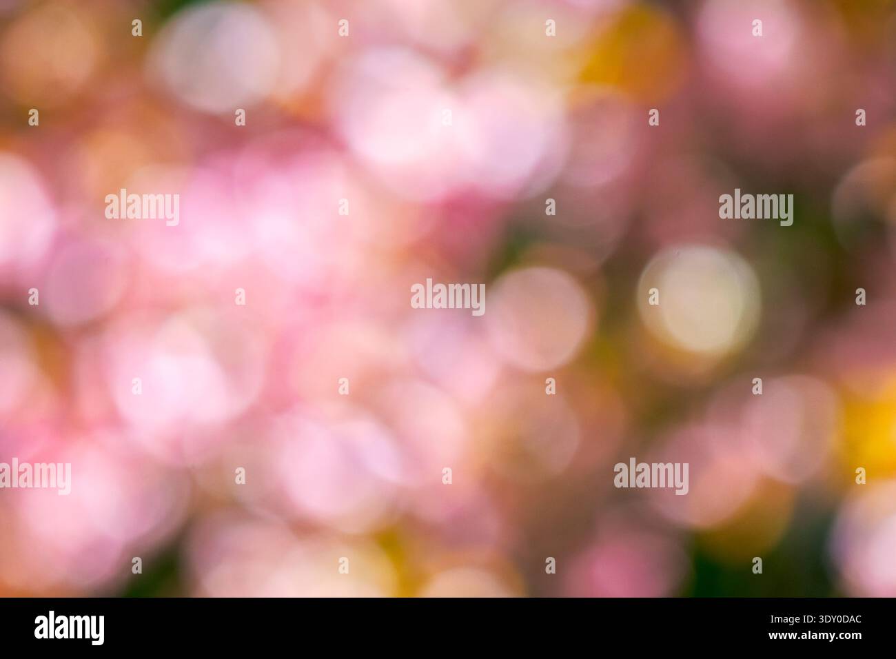 pink bokeh of sakura flowering wallpaper. floral blurred background of cherry blossom image. vibrant softness of springtime season Stock Photo