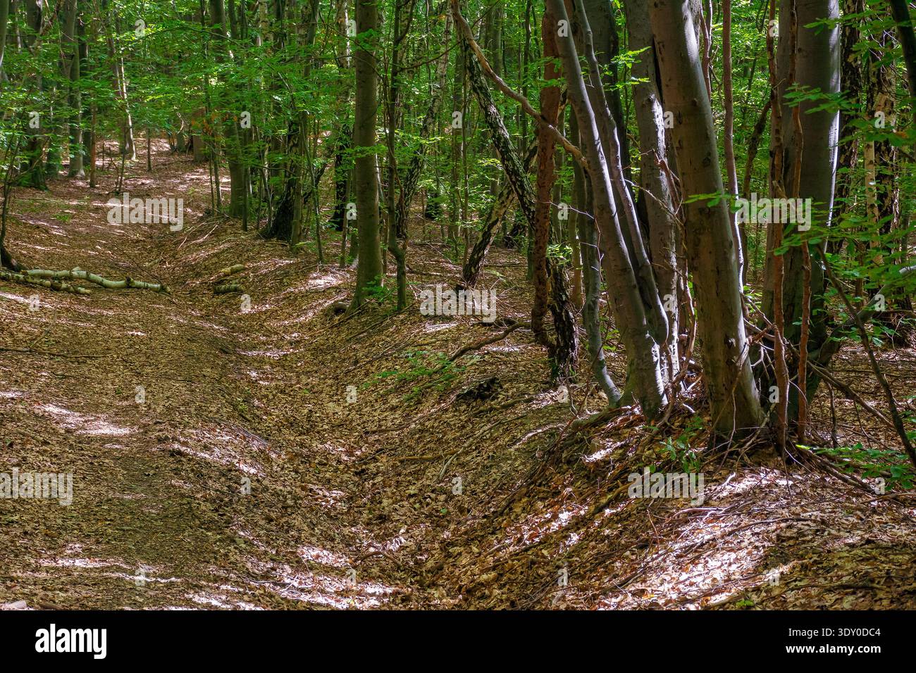 walking through beech forest in summer. large old trees in lush green foliage. primeval deciduous woods of transcarpathia. peaceful place on a sunny d Stock Photo