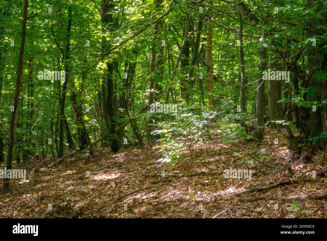 walking through beech forest in summer. large old trees in lush green foliage. primeval deciduous woods of transcarpathia. peaceful place on a sunny d Stock Photo