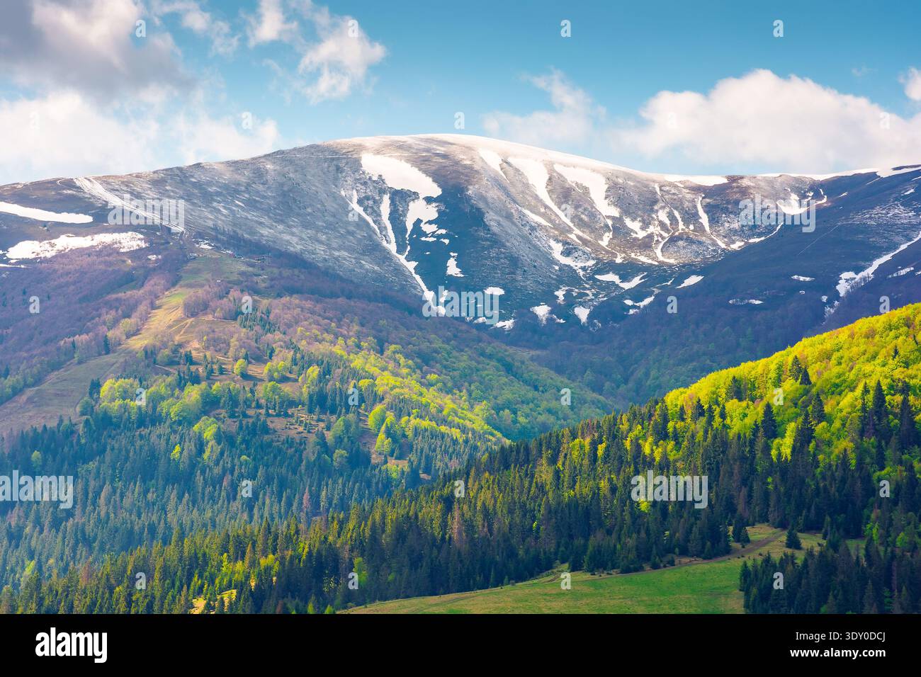 nature image of borzhava ridge with snow capped tops in spring landscape. mountain background wallpaper. greenery scenery with forested slopes under b Stock Photo