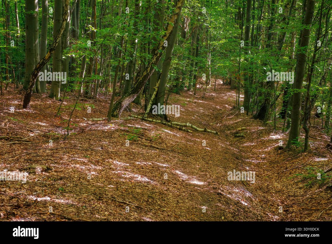 walking through beech forest in summer. large old trees in lush green foliage. primeval deciduous woods of transcarpathia. peaceful place on a sunny d Stock Photo