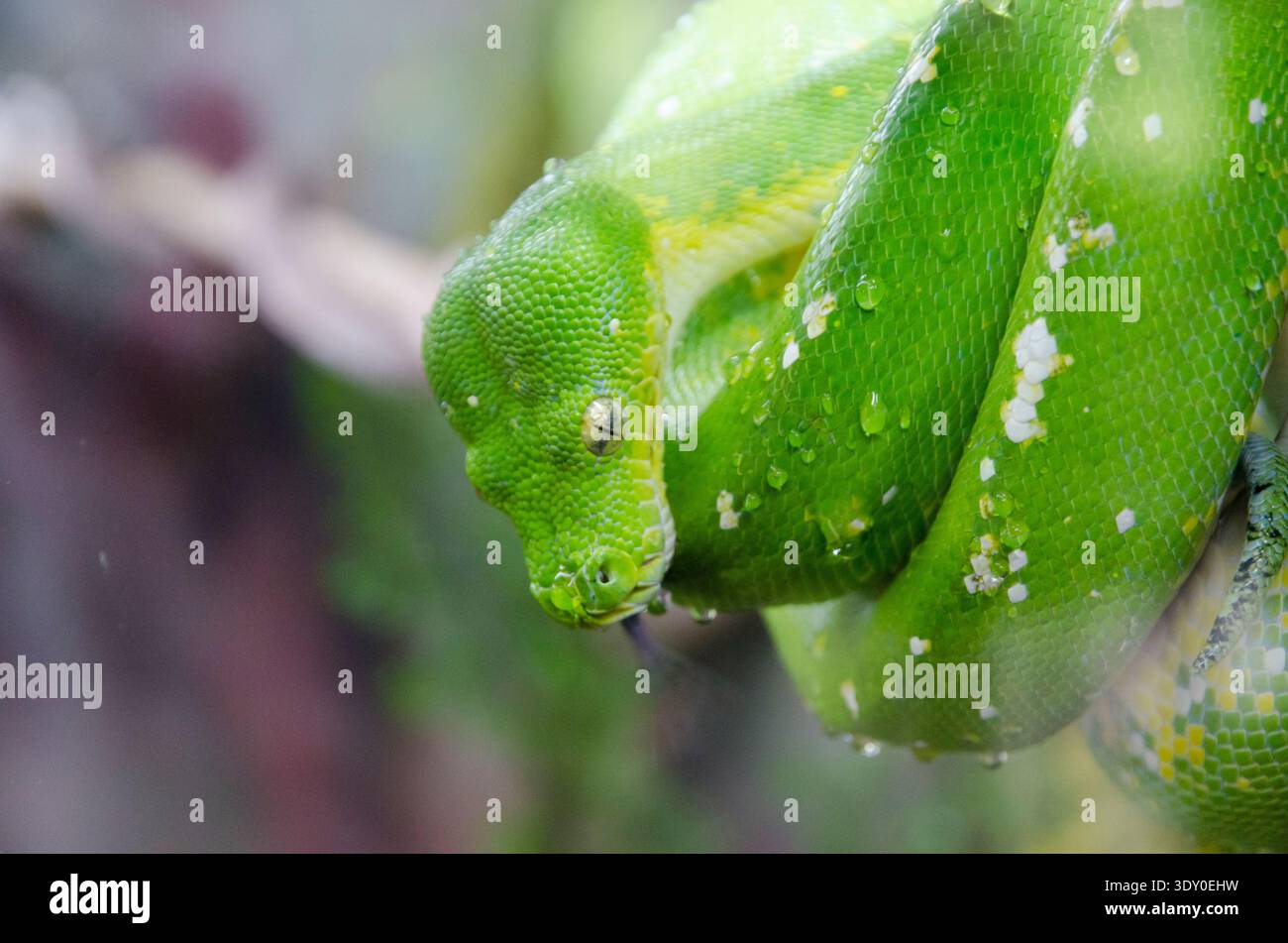 A green tree python is coiled around a branch, displaying its vibrant green scales and patterns (Kuranda, Queensland, Australia) Stock Photo