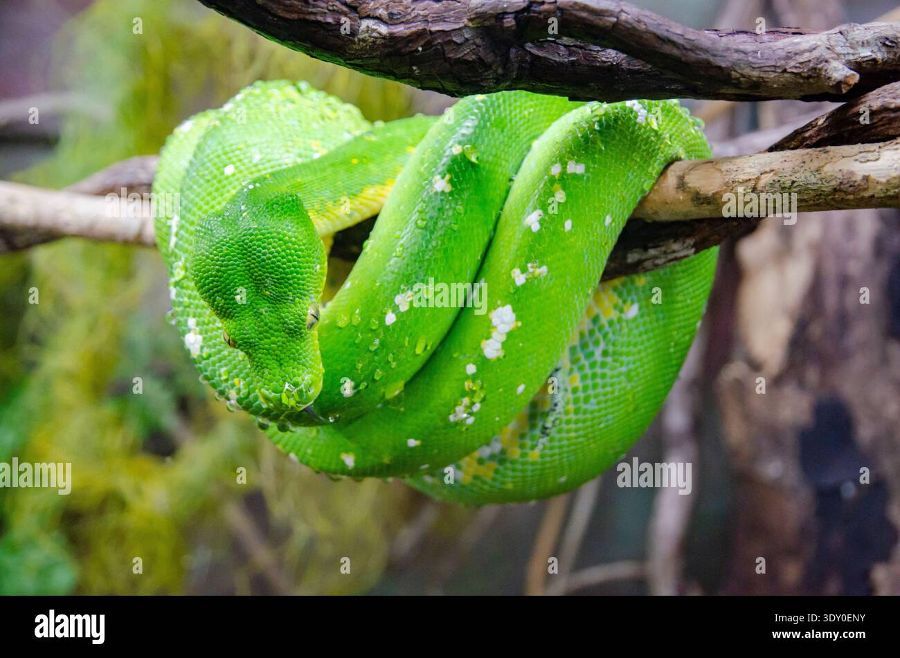A green tree python is coiled around a branch, displaying its vibrant green scales and patterns (Kuranda, Queensland, Australia) Stock Photo