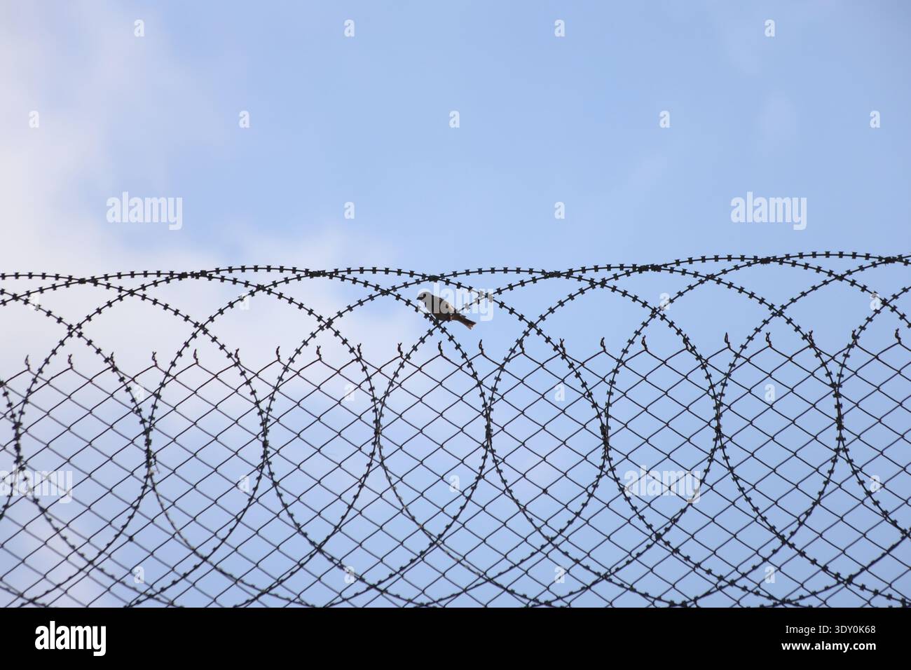 bird perched on barbed wire fence Stock Photo